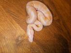 Ballpython#albino#pythonregius, Dieren en Toebehoren
