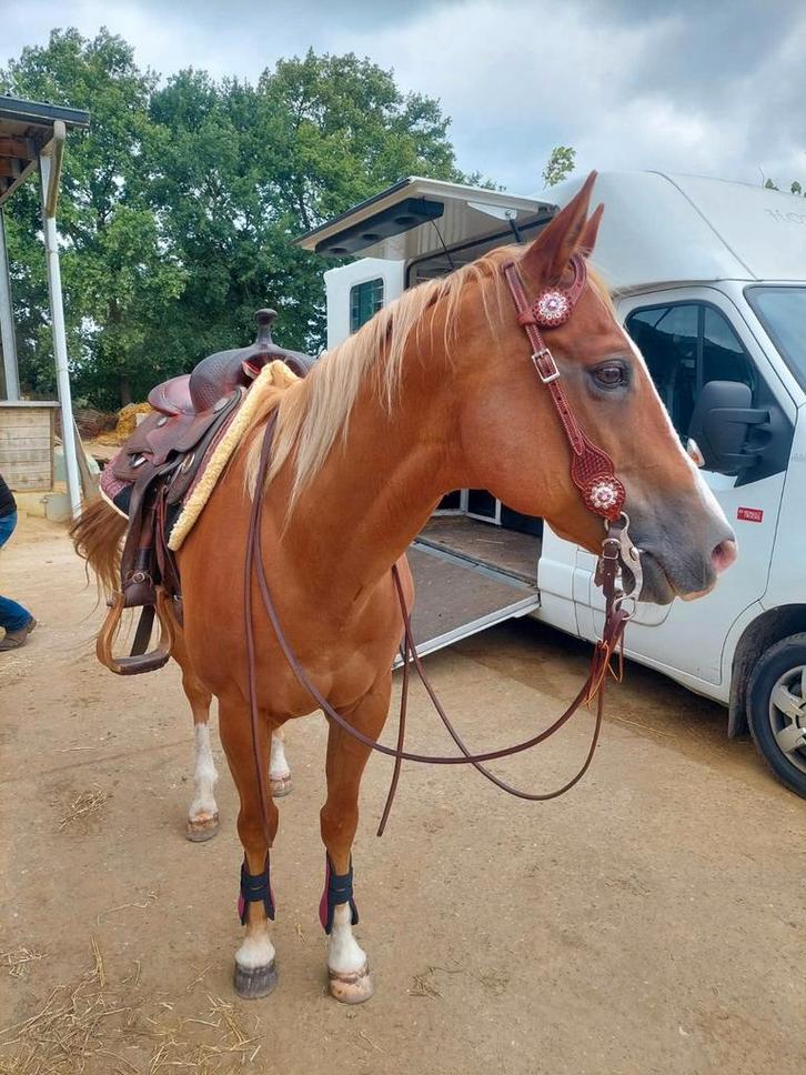Quarter ruin, Dieren en Toebehoren, Paarden, Ruin