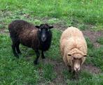 2 mooie en brave ouessant ooien (bruin en zwart schaap), Dieren en Toebehoren, Schapen, Geiten en Varkens, Vrouwelijk, Schaap
