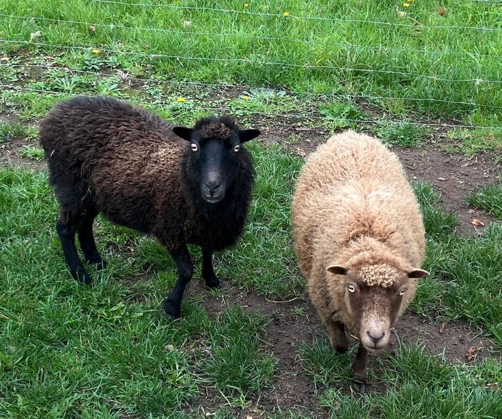 2 mooie en brave ouessant ooien (bruin en zwart schaap), Dieren en Toebehoren, Schapen, Geiten en Varkens, Schaap, Vrouwelijk