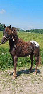 Appaloosa stamboek kinderpony snowcap hengst, Recreatiepaard, Onbeleerd, Hengst, 0 tot 2 jaar