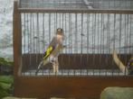 Bloemputters, Dieren en Toebehoren