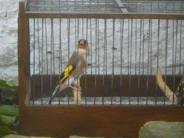 Bloemputters beschikbaar voor biedingen