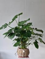 Monstera - ongeveer 1m hoog, Huis en Inrichting, Kamerplanten, Ophalen