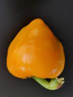 5 graines de poivron leprechaun Lesya jaune, Envoi, Printemps, Plein soleil, Graine