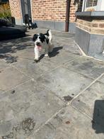 Tibetaanse Terriër pups te koop, Dieren en Toebehoren, België, Overige rassen, CDV (hondenziekte), 8 tot 15 weken