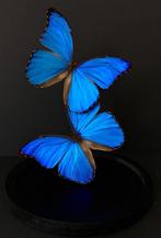 Envolee de 2 Papillons Exotiques Morpho Didius sous globe, Collections, Insecte, Animal empaillé, Enlèvement ou Envoi, Neuf