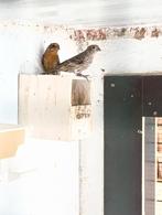 Mexicaanse Roodmussen, Dieren en Toebehoren