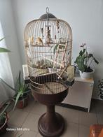 Vogelkooi met 2 mooie kanaries, Dieren en Toebehoren, Vogels | Kanaries