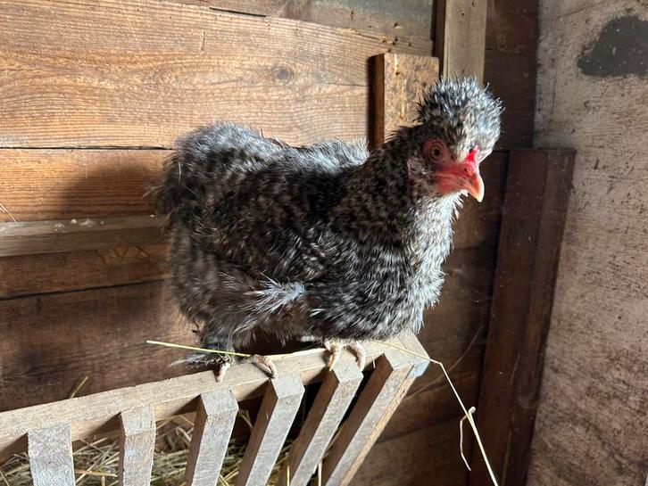 3 zijdehoen hennen, Dieren en Toebehoren, Pluimvee, Kip, Vrouwelijk
