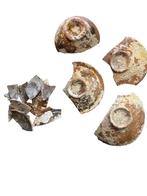 Archeologie - terra sigillata scherven, Ophalen of Verzenden