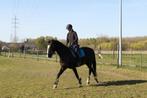 Kwpn merrie allround, Animaux & Accessoires, Poneys, Jument, M