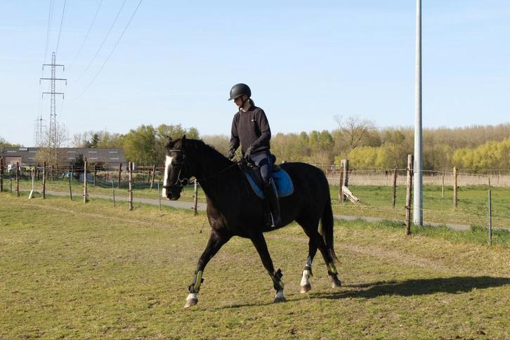 Kwpn merrie allround, Animaux & Accessoires, Poneys, Jument, M