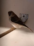 Witstuitbarmsijs man, Dieren en Toebehoren, Vogels | Overige Vogels