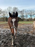 Zangersheide merrie, Dieren en Toebehoren, Paarden, Merrie, Z