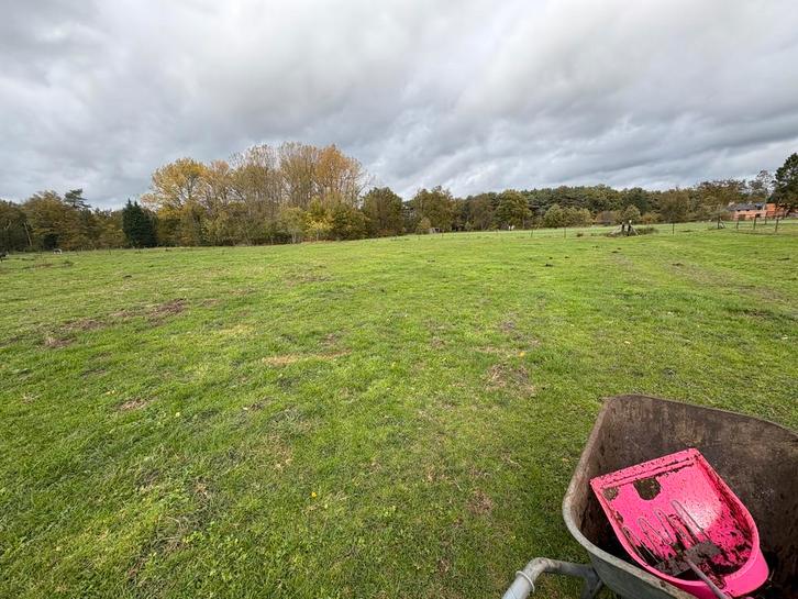 2 PLEKJES VRIJ OP ONZE GEZELLIGE PAARDENSTALLING/ WEIDE, Dieren en Toebehoren, Stalling en Weidegang
