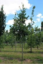 ZOMEREIKEN : QUERCUS ROBUR, HOOGSTAMMEN 32€/STUK, Tuin en Terras, Planten | Bomen, Ophalen, Zomer, Overige soorten, 250 tot 400 cm