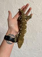 Pine Island leachianus man, Hagedis, Tam, 0 tot 2 jaar