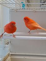 rode kanaries, Dieren en Toebehoren, Vrouwelijk, Kleurkanarie