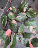 Philodendron Pink Princess bladstekken, Huis en Inrichting, Kamerplanten, Ophalen of Verzenden