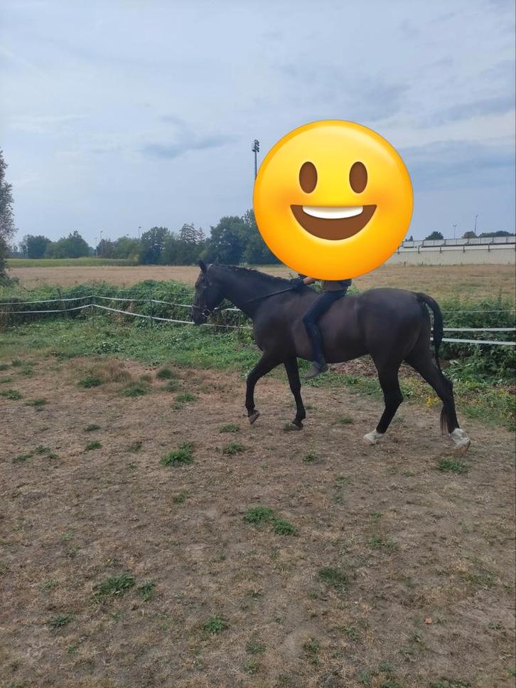 Paardjes te koop., Animaux & Accessoires, Chevaux, Jument