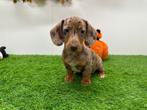Dwergteckel pups, België, 8 tot 15 weken, Korthaar, CDV (hondenziekte)