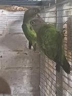 Perroquet à tête brune, Animaux & Accessoires, Plusieurs animaux, Perroquet, Bagué