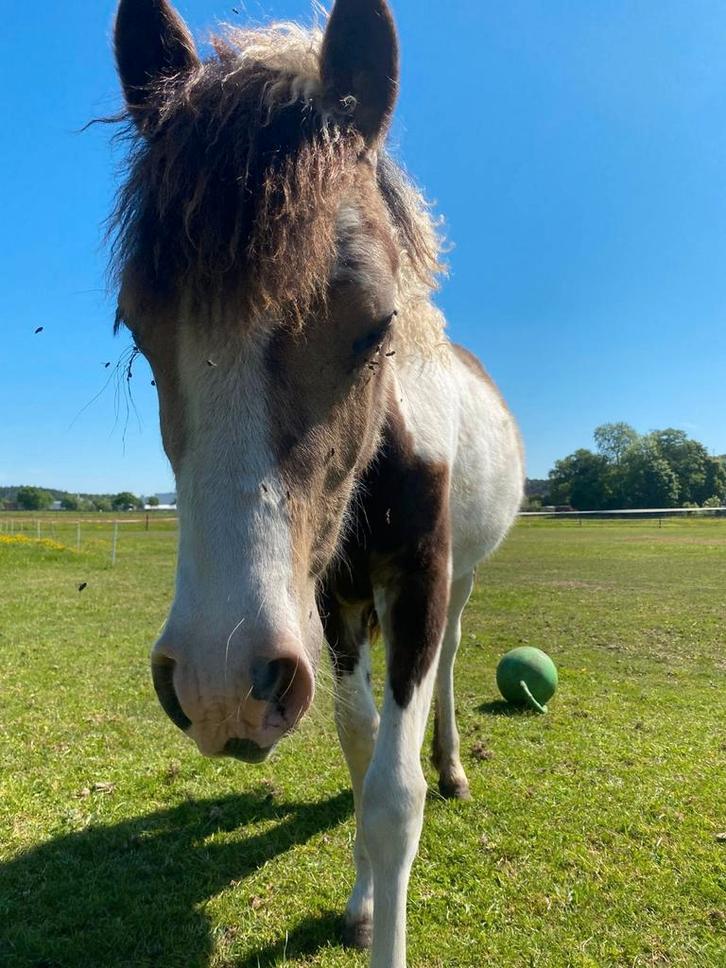 Welch cob veulen bont, Dieren en Toebehoren, Paarden, Merrie