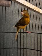 Mooie Kanarie, Dieren en Toebehoren