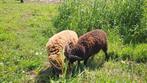 Soay bokje, Dieren en Toebehoren, Schapen, Geiten en Varkens