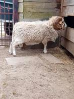 Mooie ram, Dieren en Toebehoren, Schapen, Geiten en Varkens