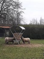 dubbele hooiruif schaap geit alpaca met dak, Sexe inconnu, Chèvre, 0 à 2 ans