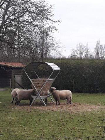 dubbele hooiruif schaap geit alpaca met dak