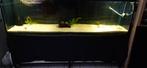 Aquarium 200/50/60, Dieren en Toebehoren, Ophalen, Gebruikt