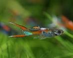 Guppys endlers vendre ou échanger, Animaux & Accessoires, Poisson, Poisson d'eau douce, Banc de poissons