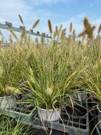 Pennisetum alopecuroides ‘Hameln’ P17cm, Ophalen, Volle zon, Vaste plant, Siergrassen