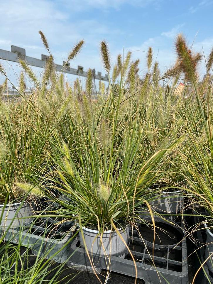 Pennisetum alopecuroides ‘Hameln’ P17cm, Tuin en Terras, Planten | Tuinplanten, Vaste plant, Siergrassen, Volle zon, Zomer, Ophalen