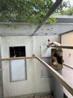 Kaketoe, Dieren en Toebehoren