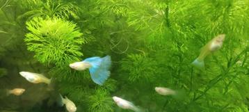 Albino Blue Sky guppy jongen  beschikbaar voor biedingen