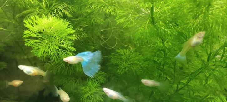 Albino Blue Sky guppy jongen, Dieren en Toebehoren, Vissen | Aquariumvissen