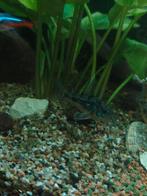 Corydoras paleatus / gevlekte Corydoras