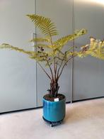 Cyathea cooperi varen Exotische plant, tuin, palmboom, Tuin en Terras, Ophalen