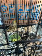 2 fife fancy, Dieren en Toebehoren, Vrouwelijk, Postuurkanarie