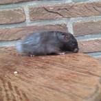 Jonge goudhamsters beschikbaar *handtam, Hamster