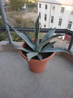 Mooie jonge agave amiricana cactus, Tuin en Terras, Ophalen