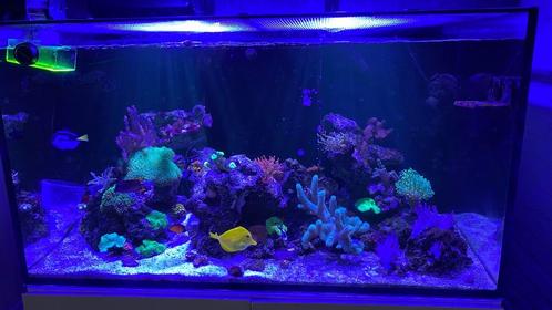 Aquamedic 350 liter zeeaquarium, Dieren en Toebehoren, Vissen | Aquaria en Toebehoren, Zo goed als nieuw, Gevuld zeewateraquarium
