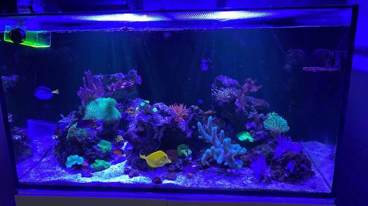 Aquamedic 350 liter zeeaquarium, Dieren en Toebehoren, Vissen | Aquaria en Toebehoren, Zo goed als nieuw, Gevuld zeewateraquarium