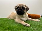 Mopshond pups