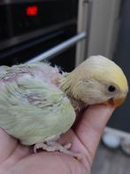 Lovebird babys handtam, Dieren en Toebehoren, Vogels | Parkieten en Papegaaien, Tam