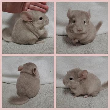 Chinchilla baby zusjes (alvast te reserveren) beschikbaar voor biedingen